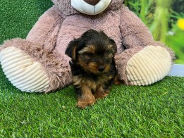 Yorkshire Terrier teefje Puppy te koop 000516919